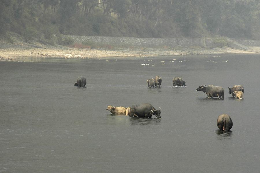 P2007102718.jpg - Grazende waterbuffels in Li rivier.